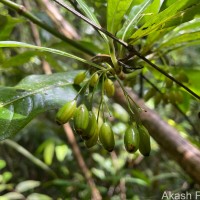 Psychotria josephi (Kuntze) Kottaim.